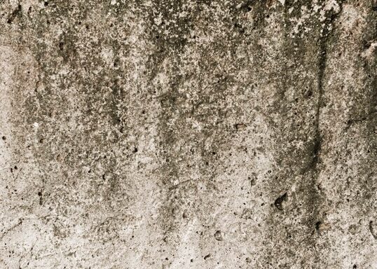 ตะไคร่น้ำ